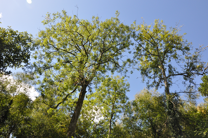 A copse of Ash trees showing early signs of ash dieback disease. Photo taken from head height looking upwards towards a blue sky.