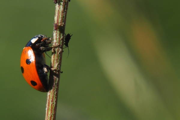 A ladybird climbing a vertical stem, eating and aphid that is one of many on the stem.