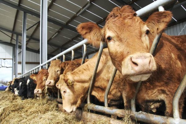 Cows feeding and one looking into camera