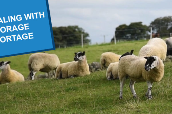 A herd of sheep standing and lying in a grassy field