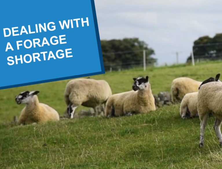 A herd of sheep standing and lying in a grassy field