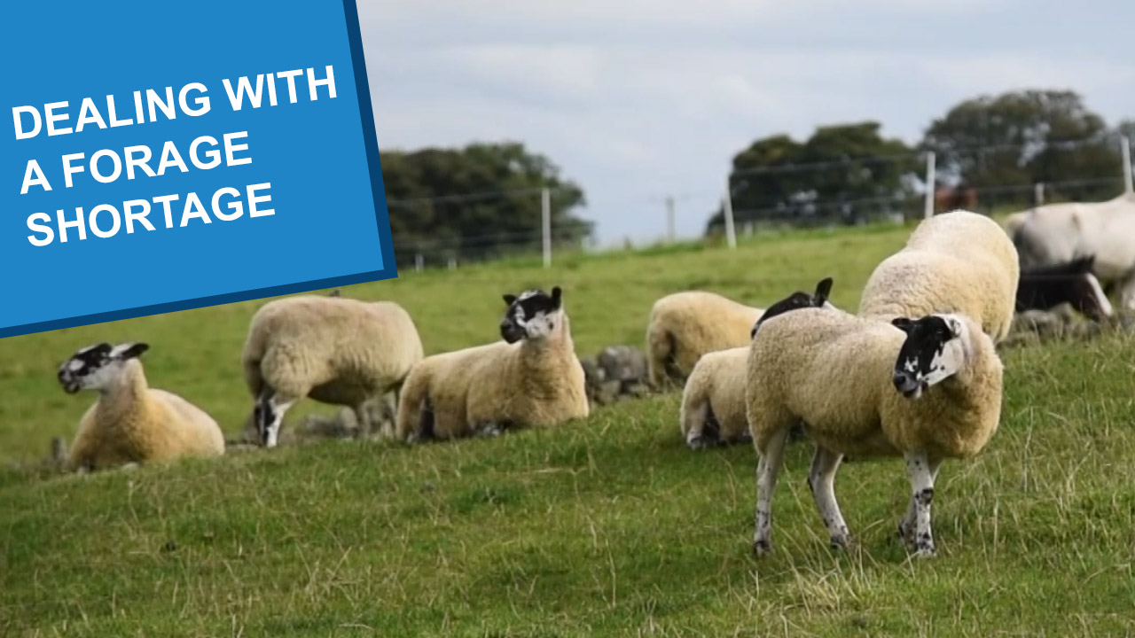 A herd of sheep standing and lying in a grassy field