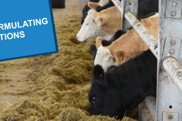 Cows eating winter forage