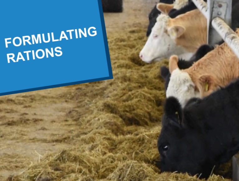 Cows eating winter forage