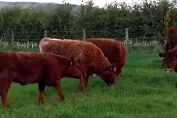 A herd of weaned calves eating grass in a field