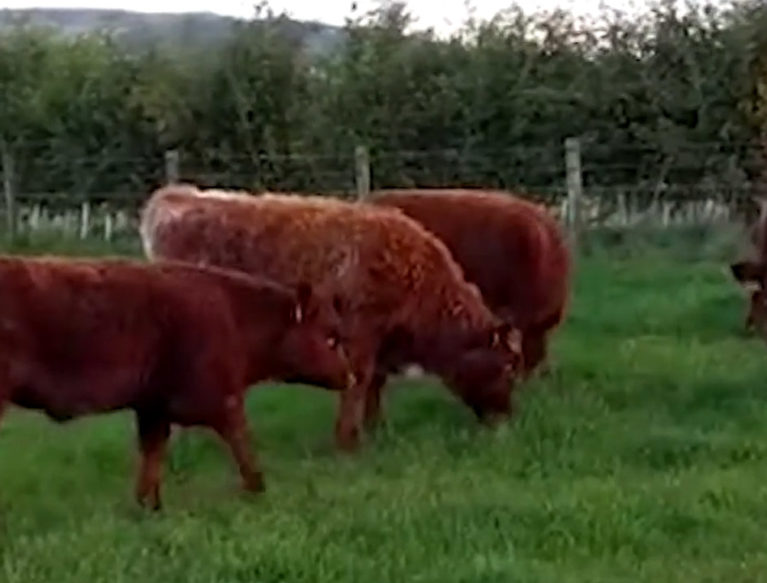 A herd of weaned calves eating grass in a field