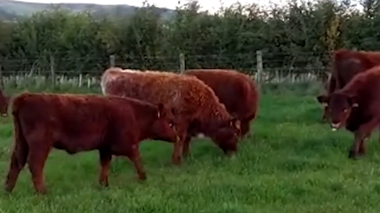 A herd of weaned calves eating grass in a field