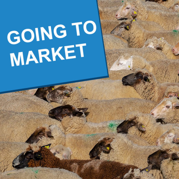Sheep gathered closely together for market