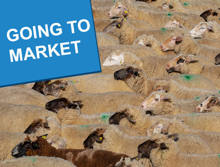 Sheep gathered closely together for market