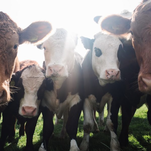 Cattle of differing breeds