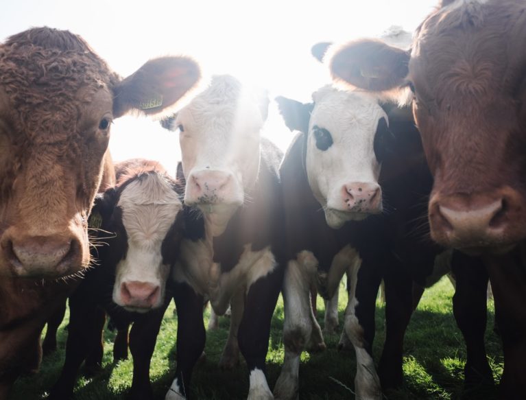 Cattle of differing breeds