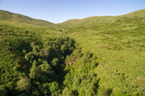 Hill with a valley full of trees