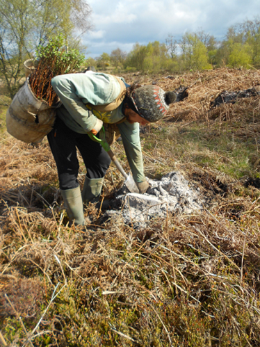 Person bending over to plant tree saplings in an upland area. In the foreground there is a heather habitat far in the background there are some trees in full leaf.