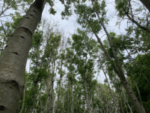 Photo looking upwards through the canopy of an open broadleaved woodland