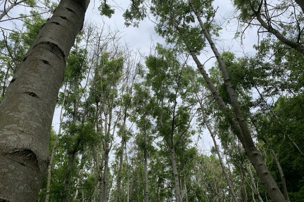 Photo looking upwards through the canopy of an open broadleaved woodland
