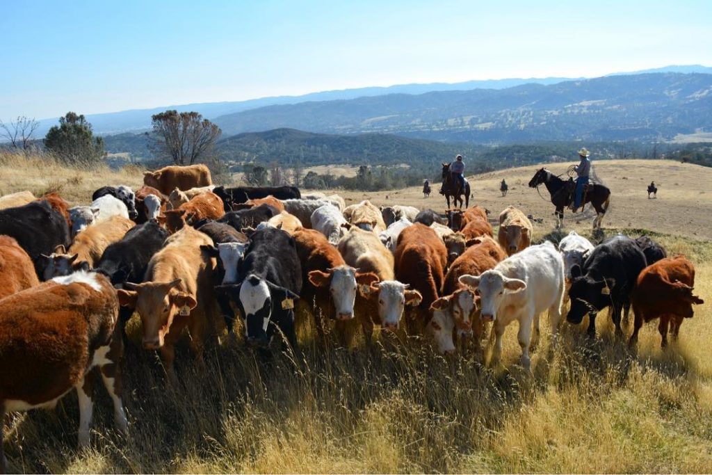 Cattle of mixed breeds in a ranching situation