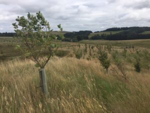 Shiplaw Burn, a Tweed Form/Forest Carbon project, in 2018 at Verification. Photo credit: Forest Carbon.