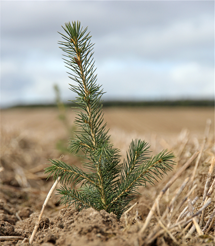 Spruce sapling in the foreground planted into dry grass habitat