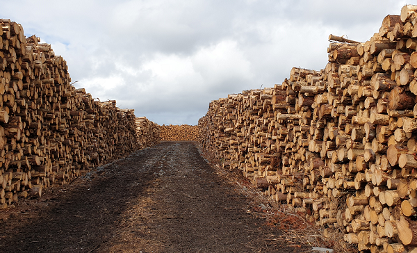 Yard full of stacked timber logs as far as the eye can see