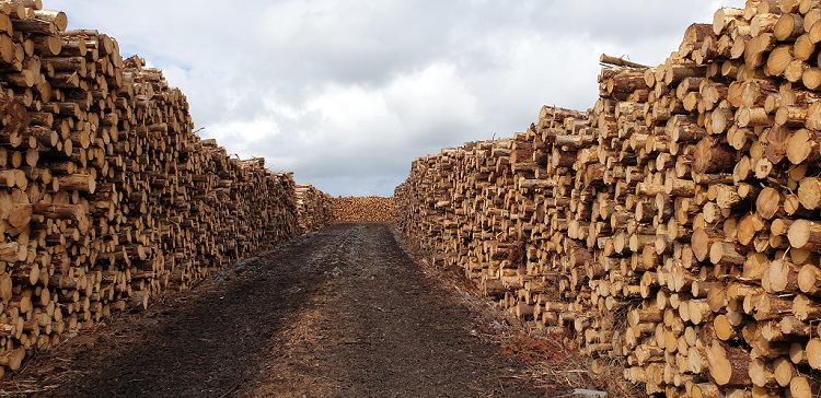 Yard full of stacked timber logs as far as the eye can see