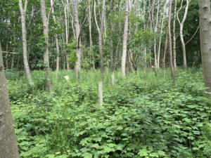 Young broadleaf trees planted in rows, supported with tree guards and stakes on a gently sloping grassland field with high mountains visible far in the background