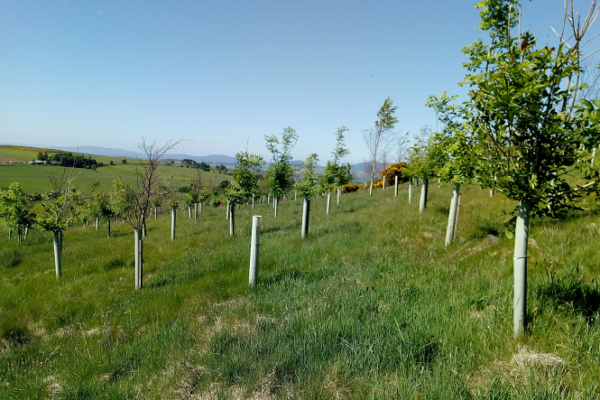 Young broadleaf trees planted in rows, supported with tree guards and stakes on a gently sloping grassland field with high mountains visible far in the background.