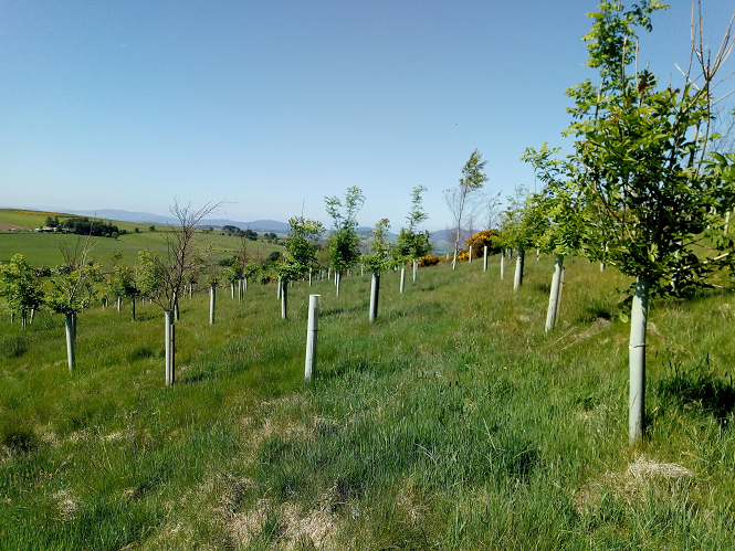 Young broadleaf trees planted in rows, supported with tree guards and stakes on a gently sloping grassland field with high mountains visible far in the background.