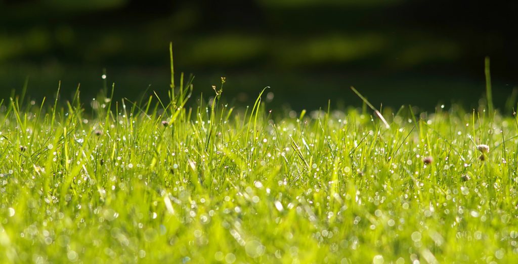 A close up of a field of grass and clover