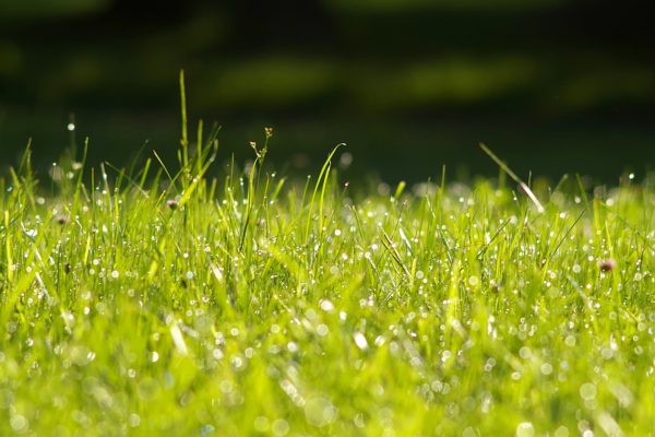 A close up of a field of grass and clover