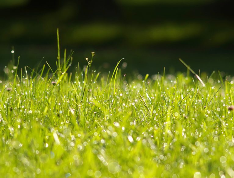 A close up of a field of grass and clover