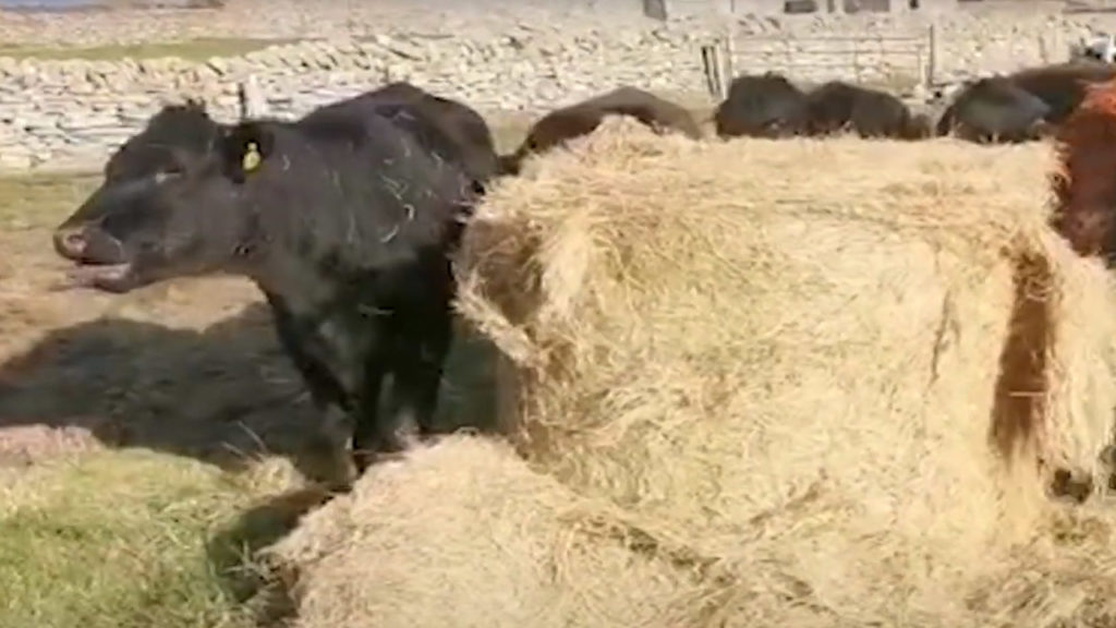 Cows eating from a bale of hay