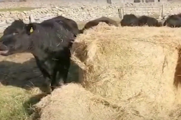 Cows eating from a bale of hay