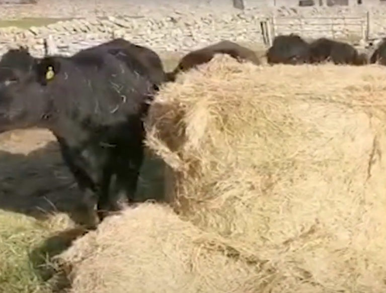 Cows eating from a bale of hay