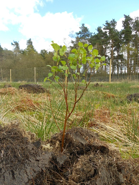 A close up and in focus photo of a young tree sapling in full leaf growing in a mound of peat rich soil. There are established trees in the background and a fence suitable to keep out deer between the newly planted saplings and the established trees.