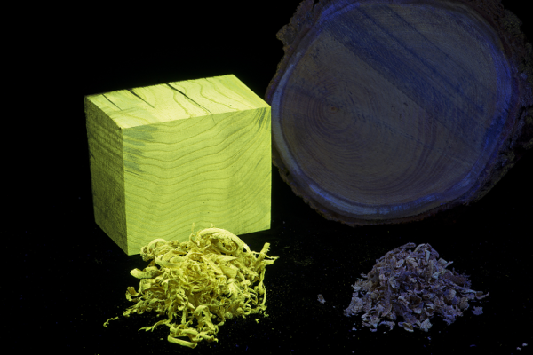 On the left of the photo is a rectangular block and some shavings of Black Locust wood. Under a UV lamp, the wood is glowing a fluorescent green colour. On the right hand side of the photo there is a cross section of a trunk of Mulberry, with some shavings from it nearby. Under the UV lamp this wood is simply reflecting back the purple hue of the lamp on some areas of the wood.