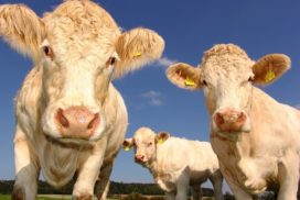 Three cows looking towards camera