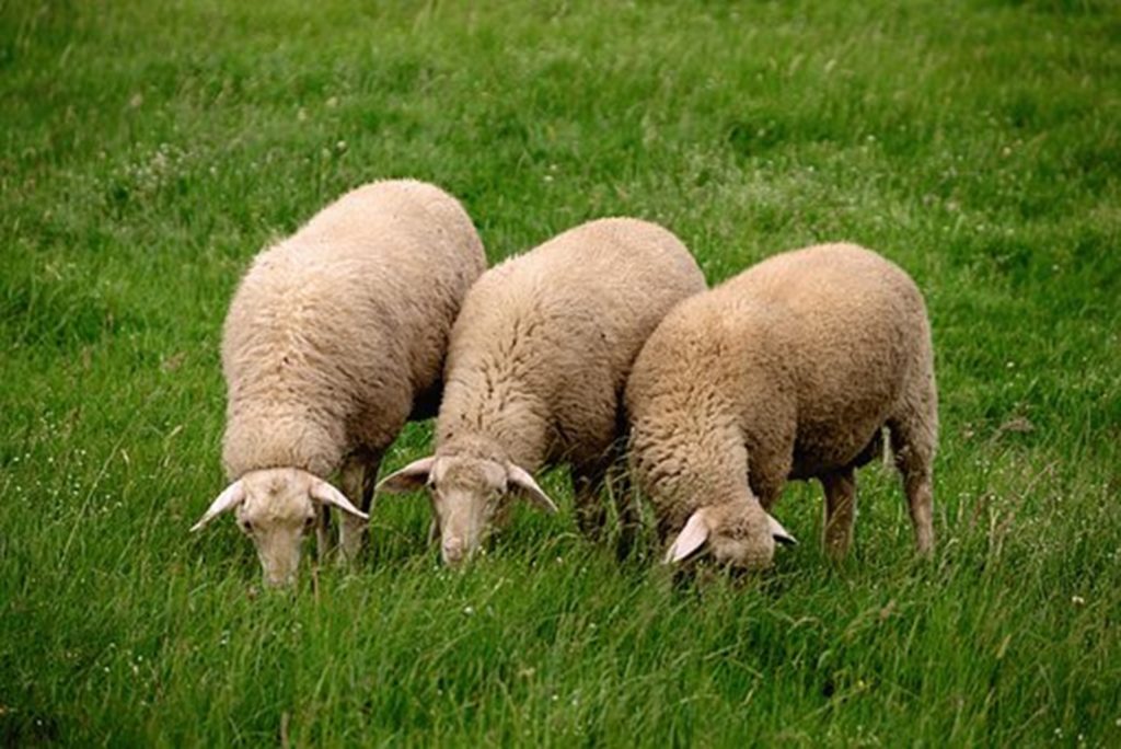 3 lambs grazing