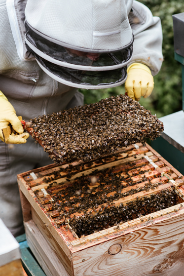 A beekeeper examining a frame from a working honeybee hive. They are holding the frame horizonatally whilst bent over the hive looking over thousands of bees.
