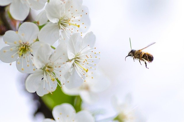 A close up and in focus of some white blossoms e.g. hawthorn with a bee captured mid flight as it flies towards the flowers A close up and in focus of some white blossoms e.g. hawthorn with a bee captured mid flight as it flies towards the flowers