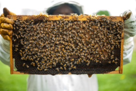 A fully suited and gloved beekeeper holding up a frame from a hive covered in honey bees.