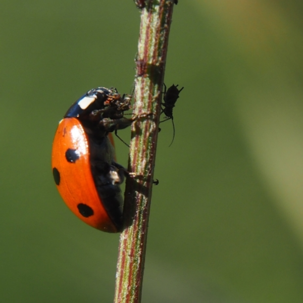 A-ladybird-climbing-a-vertical-stem-eating-and-aphid-that-is-one-of-many-on-the-stem