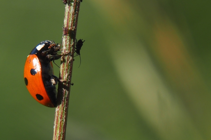 A-ladybird-climbing-a-vertical-stem-eating-and-aphid-that-is-one-of-many-on-the-stem