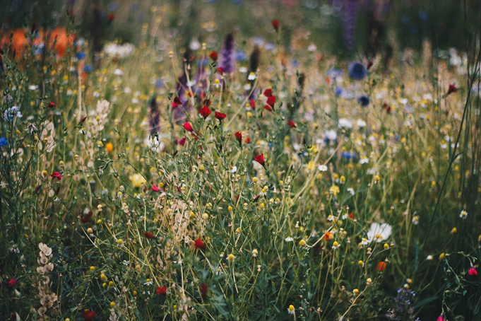 A wild flower mix full of small bursts of colours; reds, blues, white, yellow, purple and orange - many of the flowers are out of focus, but the overall feel to the photo is a mass of tall stemed wild flowers.