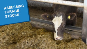 A cow eating dry forage indoors