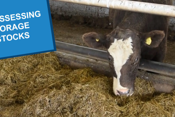 A cow eating dry forage indoors