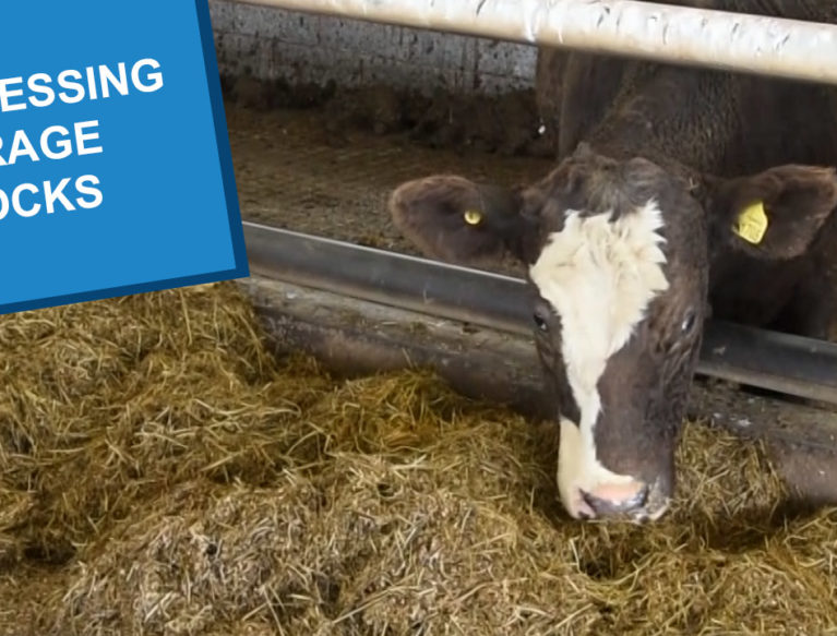 A cow eating dry forage indoors