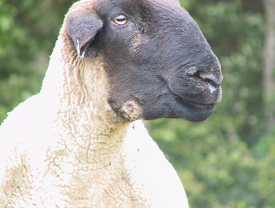 Texel sheep with CLA infection. Image from NADIS