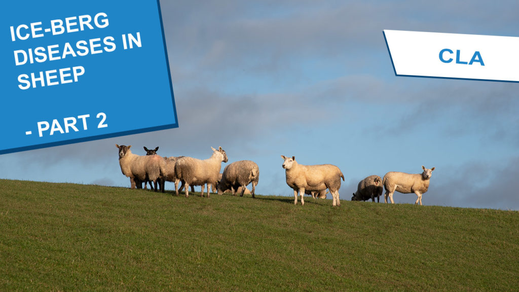 a herd of sheep gathered at the top of a hill