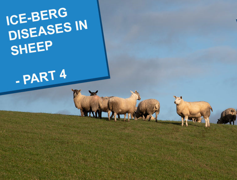 a herd of sheep gathered on a hill