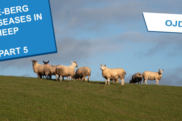 A herd of sheep gathered at the top of a hill